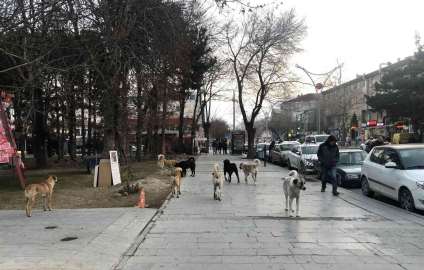 Erzincan’da hayvan barınağı, sosyal medyaya düşen görüntülerle gündem oldu