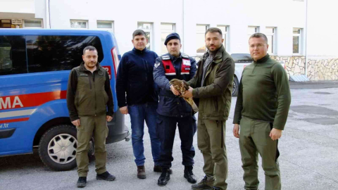 Yaralı halde bulunan kızıl şahin tedavi edildi